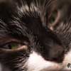 cat close up
