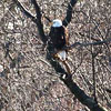 bald eagle in distance