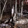 fallen tree in woods