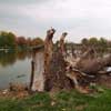fallen tree by pond
