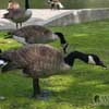 canada geese