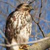 hawk closeup