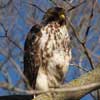 hawk in tree