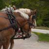 horses in mackinac