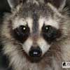 racoon close up
