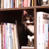 cat in a bookcase