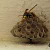 wasp on it's nest