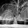 tree infrared picture