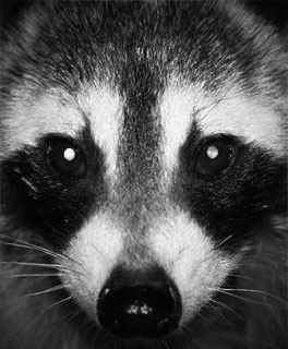 Animal and Wildlife Photography Gallery